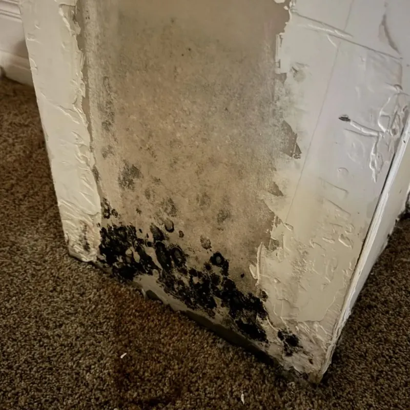 Professional Mold Removal in Palmview, TX